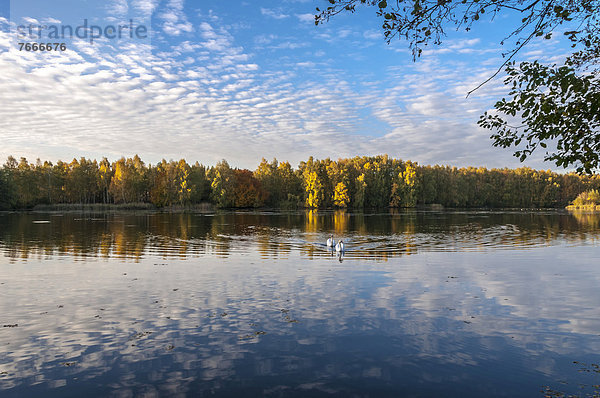 Herbst am Lindensee im Naturschutzgebiet Mönchbruch  Hessen  Deutschland  Europa