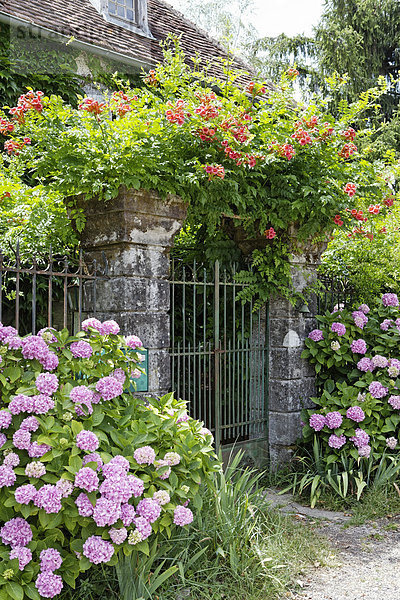 Blumen wachsen an einem Zaun  Curemonte  wird als eines der schönsten Dörfer Frankreichs bezeichnet  Les Plus Beaux Villages de France  Dordogne Tal  CorrËze  Limousin  Frankreich  Europa