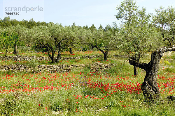 Olivenhain am unteren Rand des Els Ports Massiv  bei Horta de Sant Joan  Katalonien  Spanien  Europa