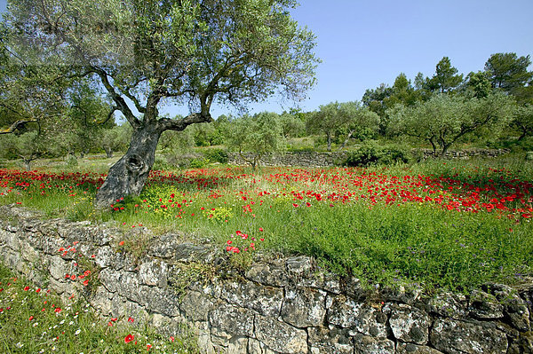 Olivenhain am unteren Rand des Els Ports Massivs  bei Horta de Sant Joan  Katalonien  Spanien  Europa