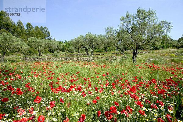 Mohnfeld  Olivenhain  am unteren Rand des Els Ports Massivs  bei Horta de Sant Joan  Katalonien  Spanien  Europa
