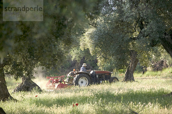 Farmer auf Traktor bei Arbeit im Olivenhain am unteren Rand des Eels Ports Massivs  bei Horta de Sant Joan  Katalonien  Spanien  Europa