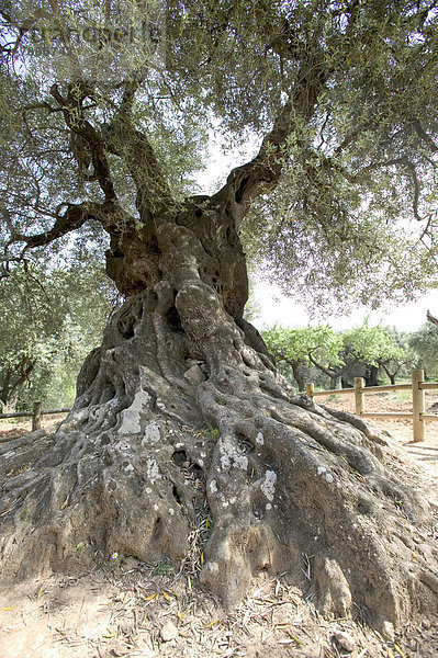 Lo Parrot  der älteste Olivenbaum (Olea europaea) von Katalonien  2000 Jahre  Horta de Sant Joan  Naturpark Els Ports  Katalonien  Spanien  Europa