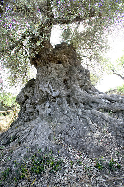 Lo Parrot  der älteste Olivenbaum (Olea europaea) von Katalonien  2000 Jahre  Horta de Sant Joan  Naturpark Els Ports  Katalonien  Spanien  Europa