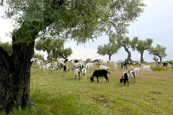 Ziegenherde  Horta de San Juan  Katalonien  Spanien  Europa