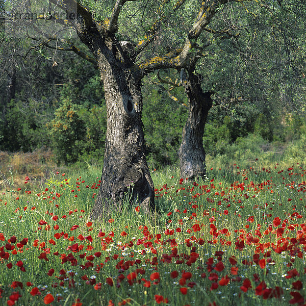 Olivenbaum (Olea europaea) und Mohnblumen (Papaver sp.)  Katalonien  Spanien  Europa