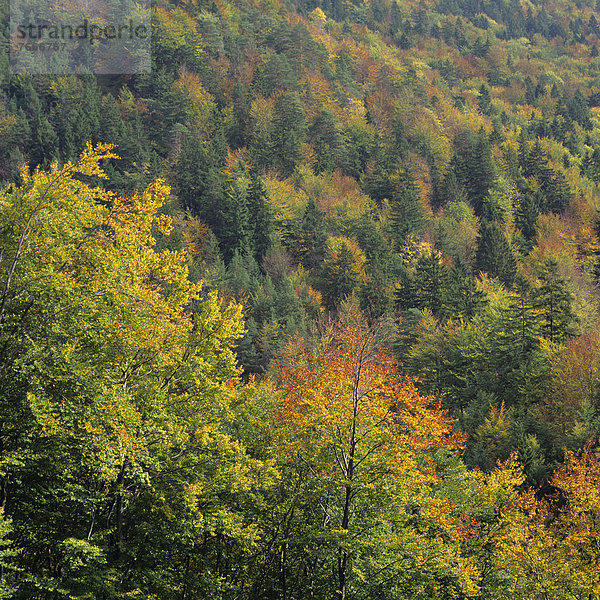 Tatra-Wald im Herbst  Tschechische Republik  Europa