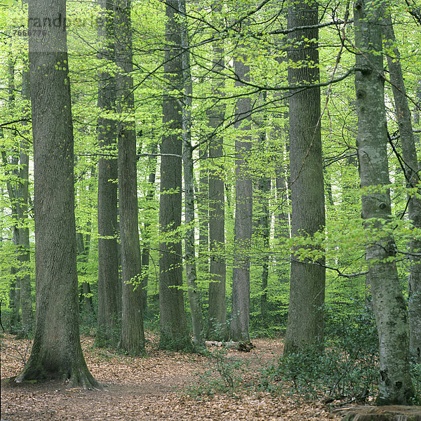 Eichenwald  ForÍt de TronÁais oder Wald von TronÁais  Allier  Bourbonnais  Auvergne  Frankreich  Europa