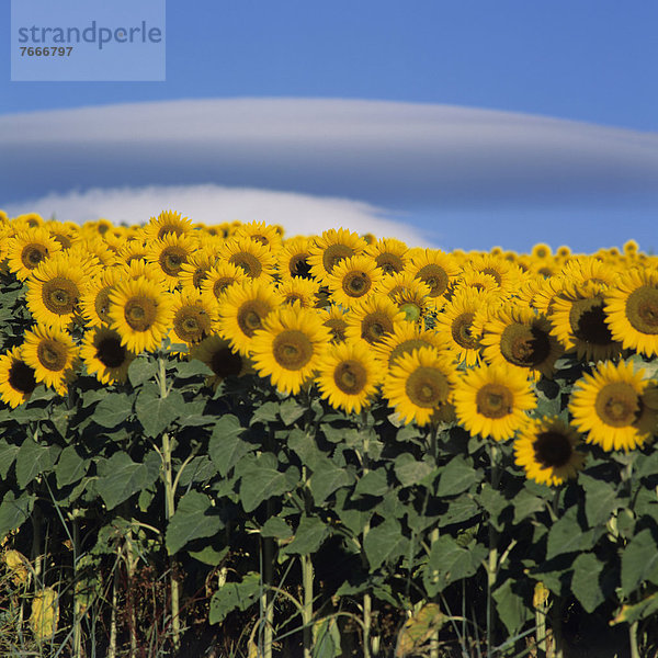 Sonnenblumen (Helianthus annuus)  Sonnenblumenfeld