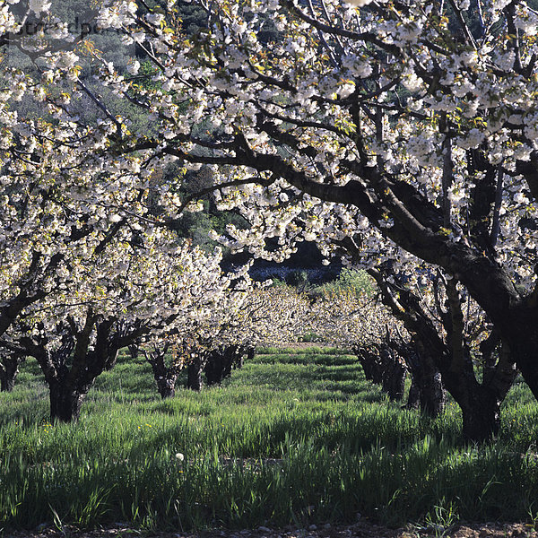 Kirschbäume in Blüte  DrÙme ProvenÁale  Provence-Alpes-CÙte d'Azur  Frankreich  Europa