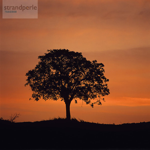 Einsamer Baum vor Sonnenuntergang  Auvergne  Frankreich  Europa
