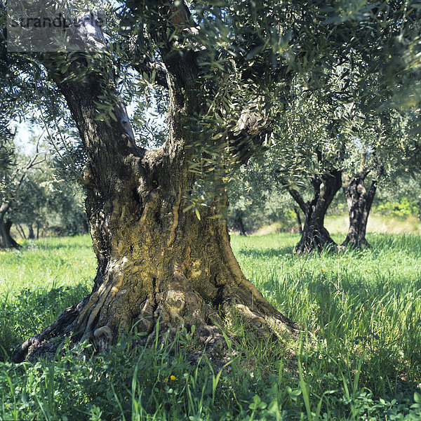 Olivenbaum  Spanien  Europa