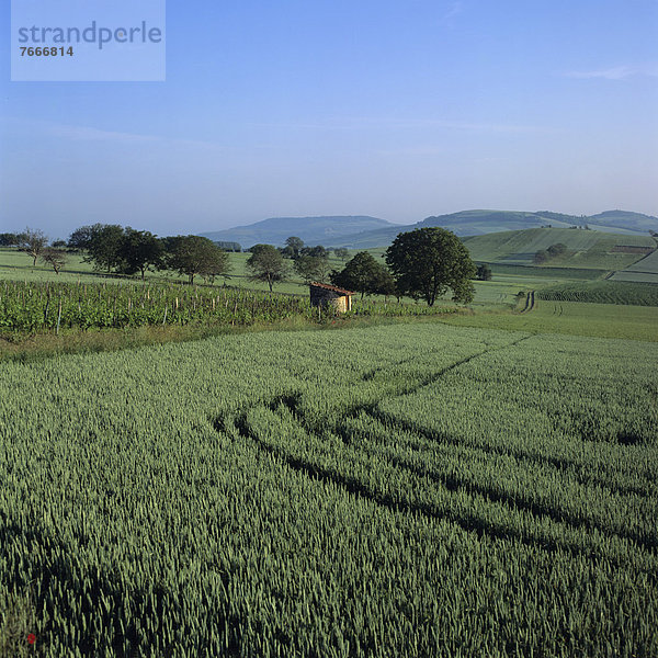 Agrarlandschaft  Limagne-Ebene  Puy de Dome  Auvergne  Frankreich  Europa