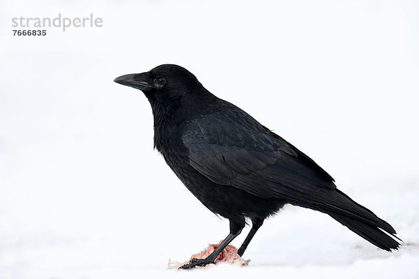Rabenkrähe (Corvus corone corone) an Aas im Winter