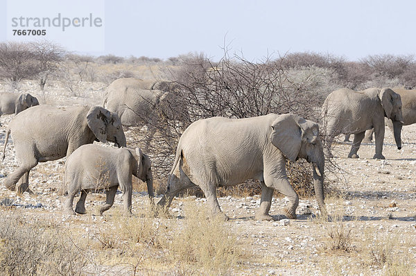 Afrikanische Elefanten (Loxodonta africana) mit Jungtier