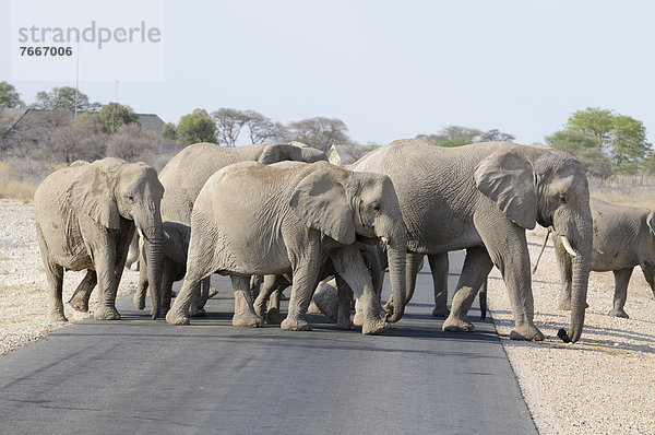 Afrikanische Elefanten (Loxodonta africana) überqueren Straße