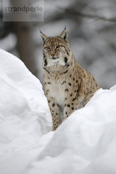 Luchs (Lynx lynx)  sitzt im Schnee  Tierfreigelände