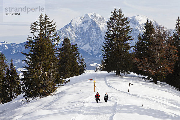 Winterwandern am Toten Mann  hinten Hoher Göll  Aussichtsgipfel im Skigebiet Schwarzeck bei Ramsau  Berchtesgadener Land  Bayern  Deutschland  Europa