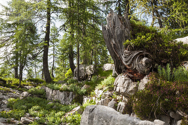 Urwald im Sieben-Seen-Tal  Nationalpark Triglav  Slowenien  Europa