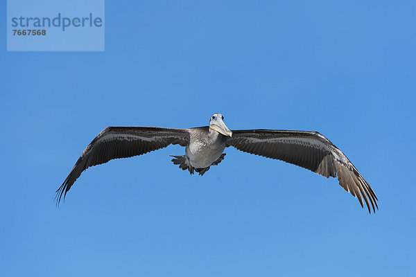 Braunpelikan (Pelecanus occidentalis) im Flug