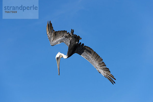 Braunpelikan (Pelecanus occidentalis) im Flug