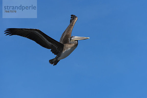 Braunpelikan (Pelecanus occidentalis) im Flug