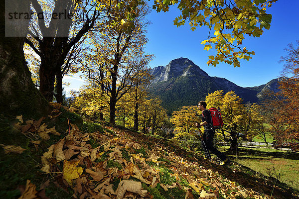 Wanderer  Herbststimmung bei Grubenbach  Berchtesgaden  Oberbayern  Bayern  Deutschland  Europa