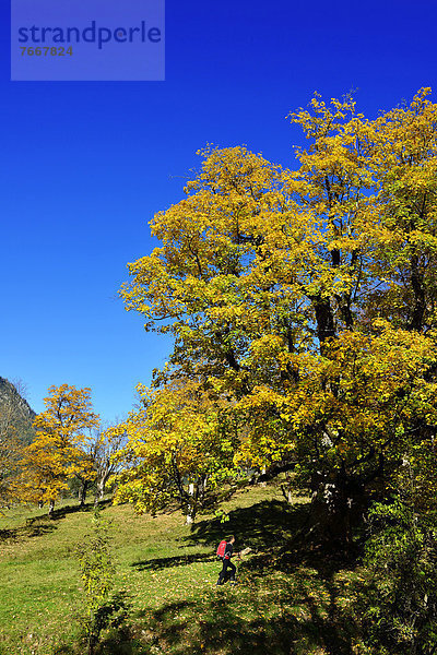 Wanderer  Herbststimmung bei Grubenbach  Berchtesgaden  Oberbayern  Bayern  Deutschland  Europa
