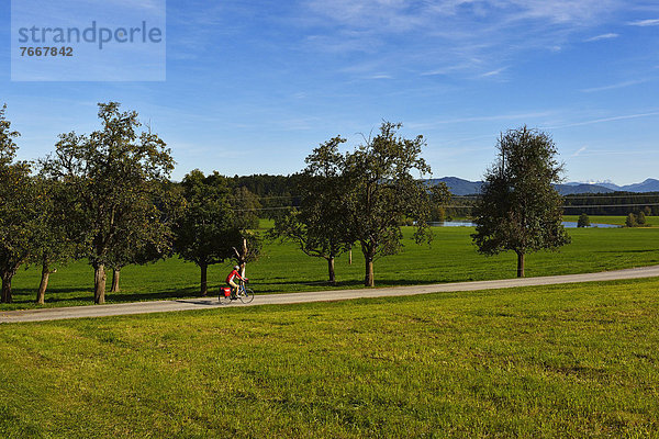 Radfahrer bei Schalkham  Trumer Seen-Route  Salzburger Seenland  Salzburg  Österreich  Europa