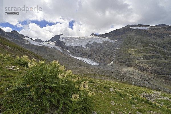 Scheibenkogel  Rotmooskogel und Seelenkogel  Rotmoosferner und Wasserfallferner  Talschluss des Rotmoostal  im Vordergrund Alpen-Kratzdistel (Cirsium spinosissmum)