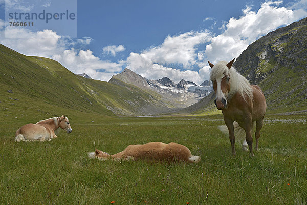 Tiroler Haflinger  Rotmoostal  Obergurgl  Ötztaler Alpen  Tirol  Österreich  Europa
