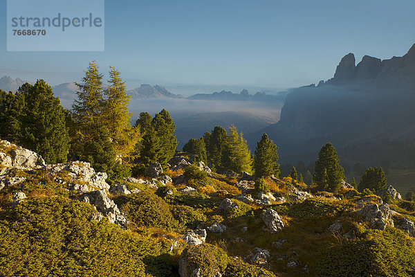 Nadelmischwald am Sellajoch  die Steinerne Stadt  Blick Richtung Grödnerjoch  rechts Sella-Gruppe  hinten Rotspitze und Tschier-Spitze  Sellajoch  Dolomiten  Südtirol  Italien  Europa