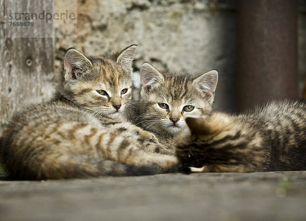Drei Kätzchen  braun-getigert  liegen vor einer Scheunenwand
