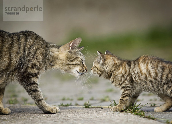 Braun-getigerte Katzenmutter und Kätzchen begrüßen sich schnuppernd