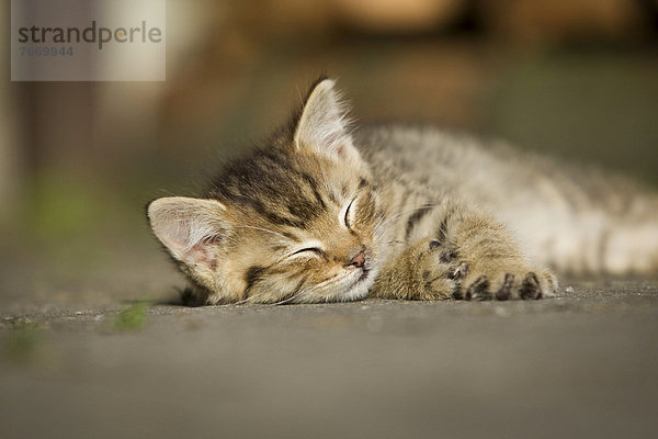 Braun-getigertes Kätzchen  Bauernhofkatze  liegt im Sonnenschein auf Straße und schläft