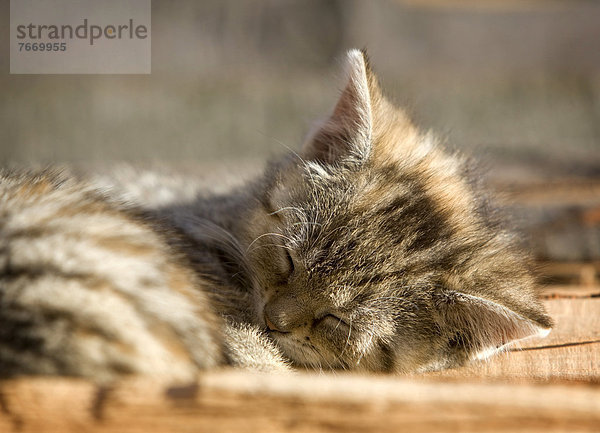 Braun-getigertes Kätzchen  Bauernhofkatze  liegt auf Holzstapel und schläft