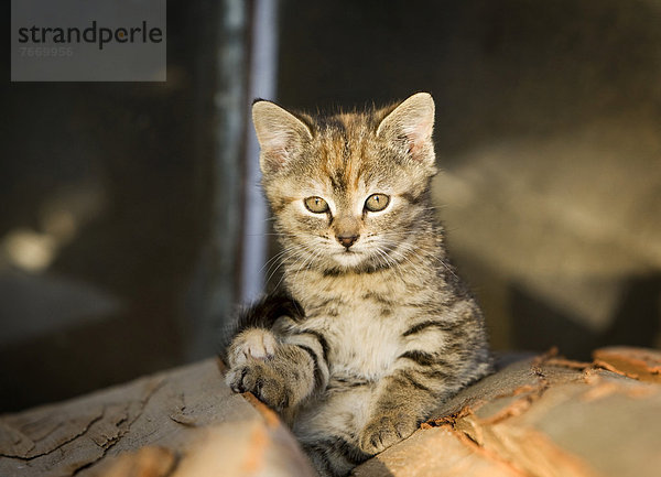 Braun-getigertes Kätzchen  Bauernhofkatze  sitzt auf einem Holzstapel und sonnt sich