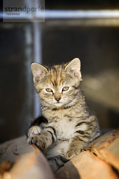 Braun-getigertes Kätzchen  Bauernhofkatze  sitzt auf einem Holzstapel und sonnt sich