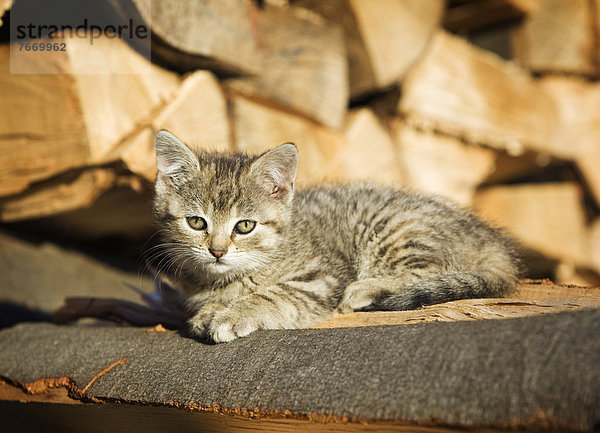 Braun-getigertes Kätzchen  Bauernhofkatze  liegt auf einem Holzstapel und sonnt sich