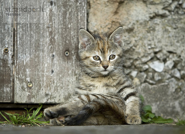 Braun-getigertes Kätzchen  Bauernhofkatze  sitzt vor einem Scheunentor und putzt sich
