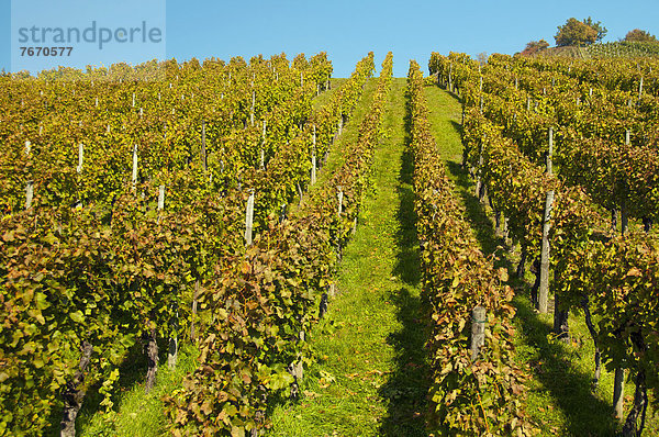 Weinberge mit Lemberger-Trauben um den Rotenberg bei Stuttgart  Baden-Württemberg  Deutschland  Europa  ÖffentlicherGrund