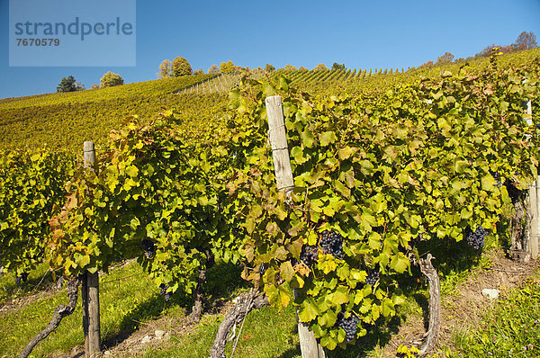 Weinberge mit Lemberger-Trauben um den Rotenberg bei Stuttgart  Baden-Württemberg  Deutschland  Europa  ÖffentlicherGrund