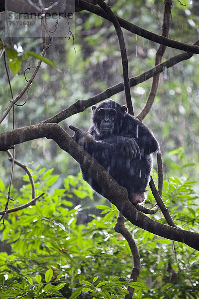 Schimpanse (Pan troglodytes) auf Baum im Regen
