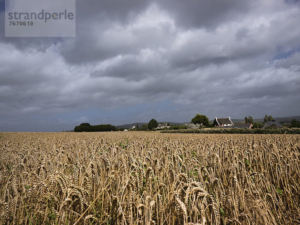 Dunkler  wolkenverhangener Himmel über einem Getreidefeld  Finistere  Bretagne  Frankreich  Europa  ÖffentlicherGrund