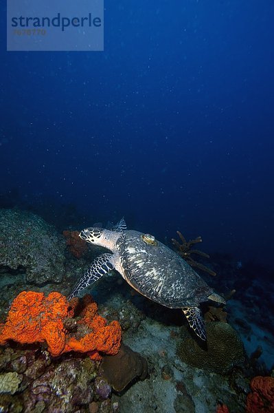Karibik Westindische Inseln Mittelamerika Gerät Spur Landschildkröte Schildkröte Echte Karettschildkröte Karettschildkröten Eretmochelys imbricata Dominica