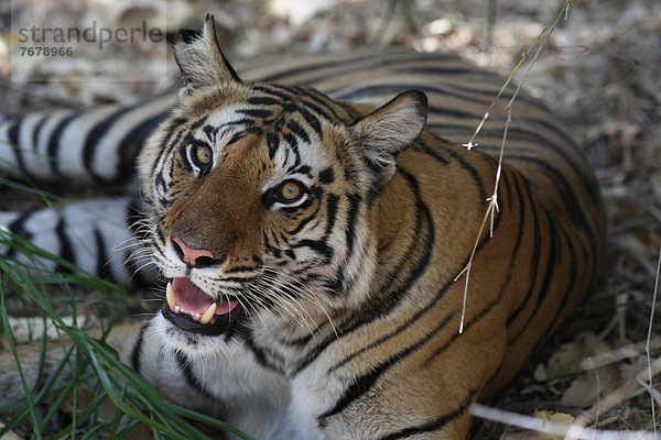 Königstiger  Panthera tigris tigris  Indien  Madhya Pradesh