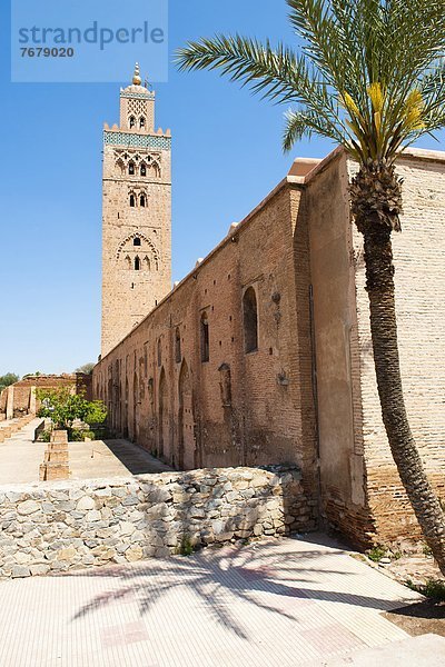 Nordafrika  Baum  Palme  Afrika  Marokko  Moschee