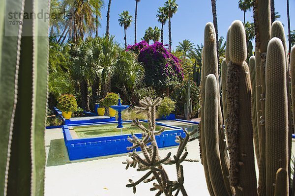 Nordafrika  Springbrunnen  Brunnen  Fontäne  Fontänen  Garten  Heiligtum  blau  Marrakesch  Afrika  Kaktus  Zierbrunnen  Brunnen  Marokko