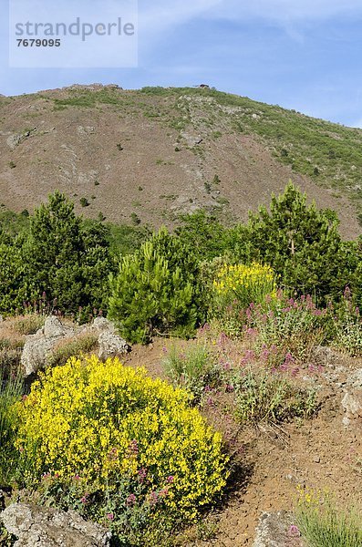 Besen Lava rot Regenpfeiferartige Watvogel Charadriiformes Kampanien Italien Flechte Flechten spanisch Baldrian