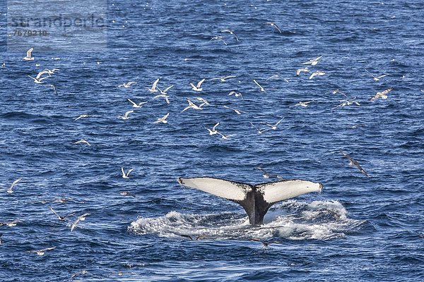 Humpback whale (Megaptera novaeangliae)  Vikingbukta  Northeast Greenland  Polar Regions